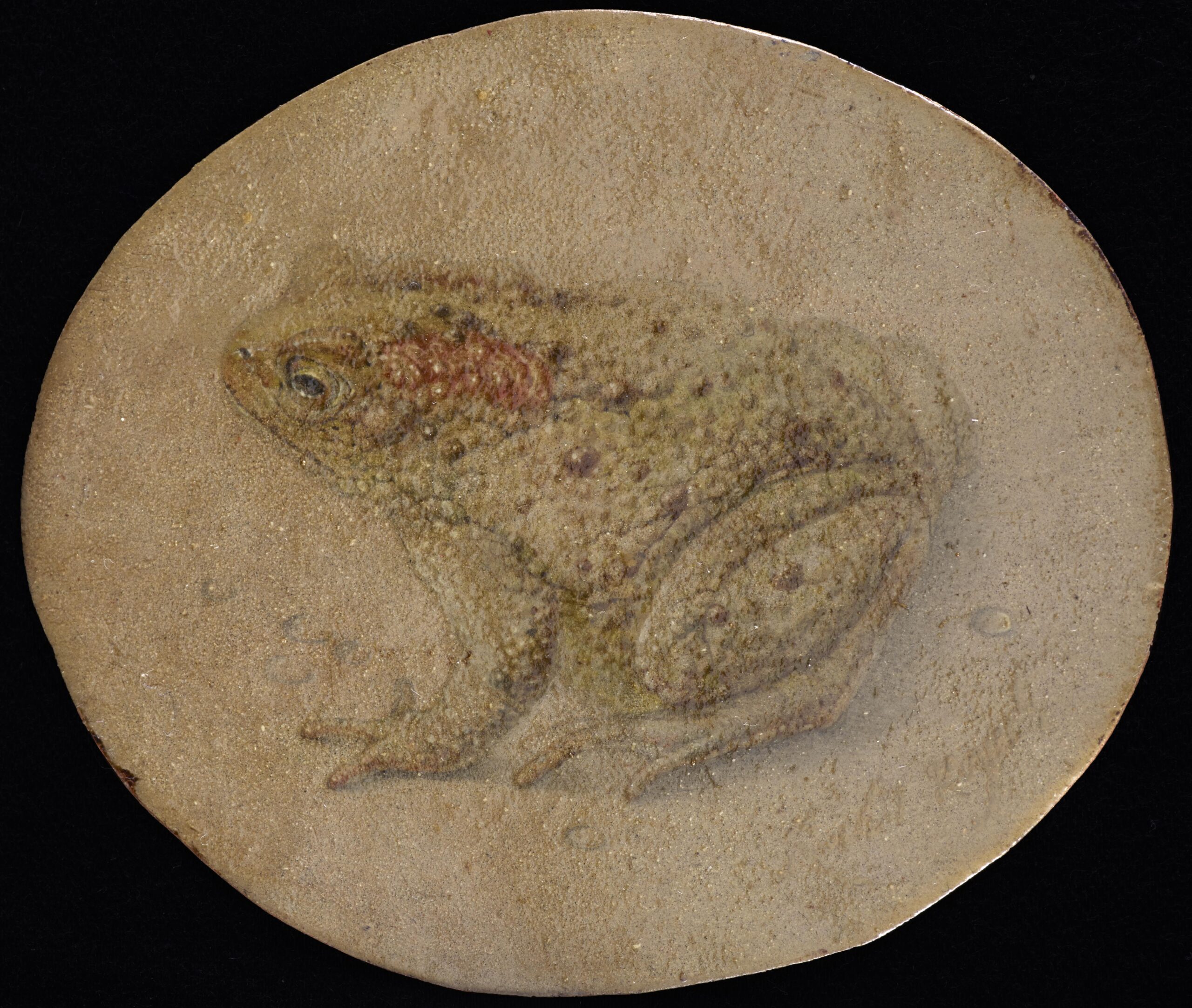 Dutch School 17th Century, A Study of a Toad - Rafael Valls