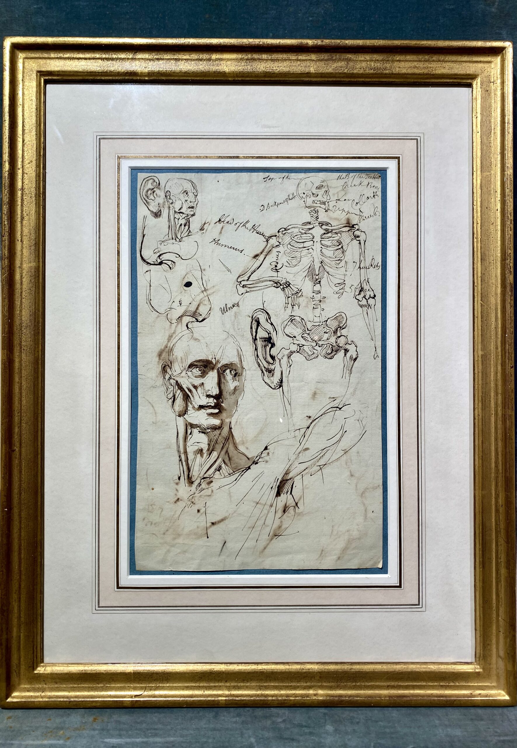 William Lock the Younger, A Sheet of Anatomical Studies - Rafael Valls